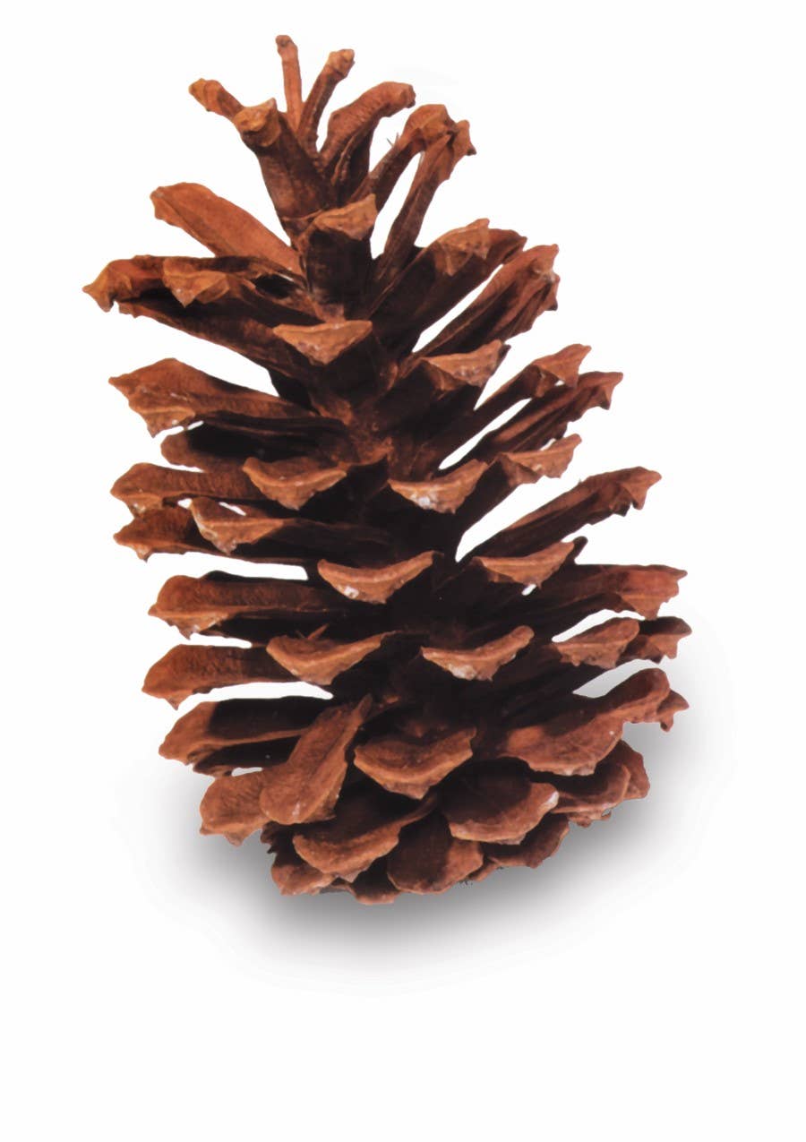 Longleaf Pinecone