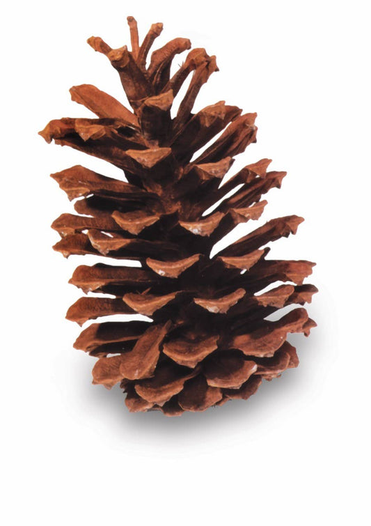 Longleaf Pinecone